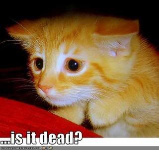  photo funny-pictures-kitten-is-it-dead.jpg