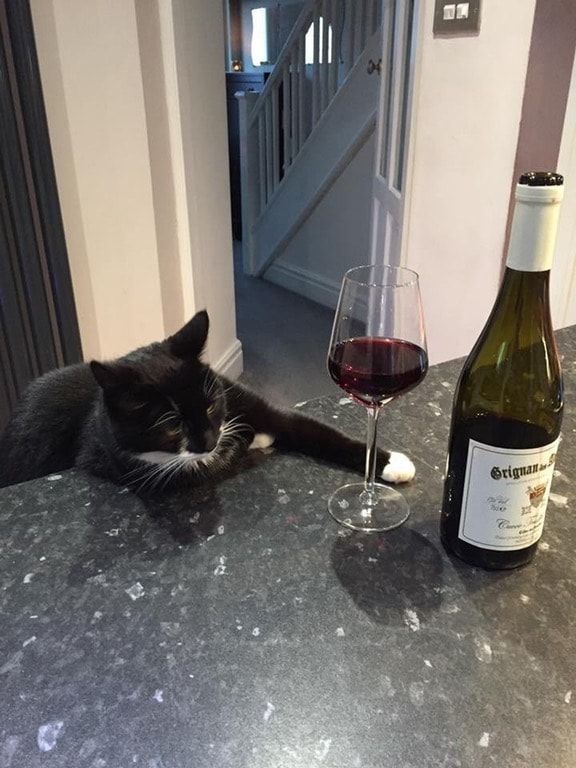  photo cat wine.jpg