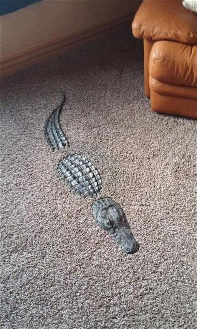  photo croc carpet.jpg