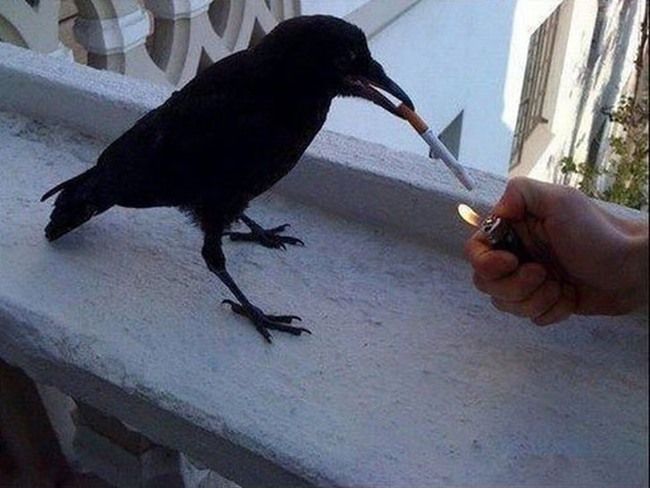  photo crow smoking.jpg