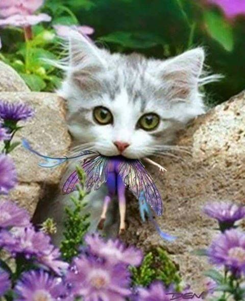  photo fairy cat.jpg