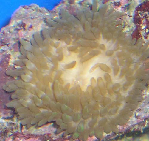 anemone1216a.jpg