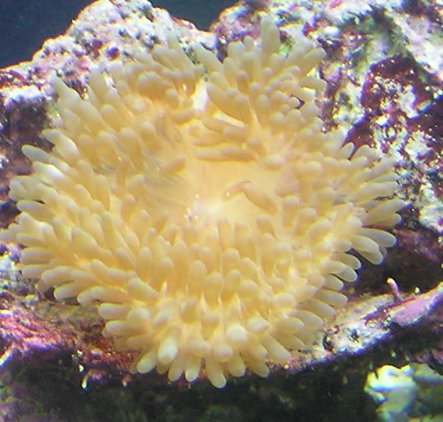 anemone1216b.jpg