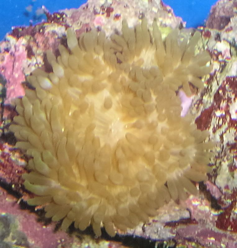 anemone1216c.jpg