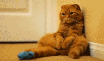 sad face photo: Sad Cat sleepy-cat-tired-sad.gif