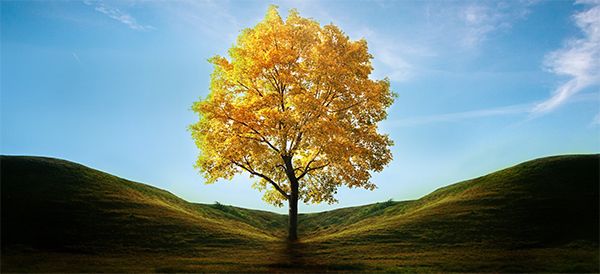 Bir Ağaç, Bir Kelime, Bir Hayat…