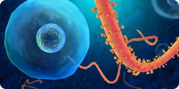 10 Soruda Ebola Hastalığı