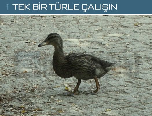 Fotoğraf çekme sanatı 1: Şehir hayvanları