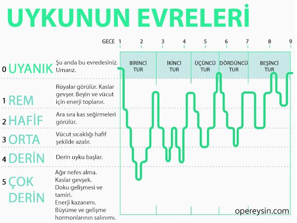 Uykunun Evreleri