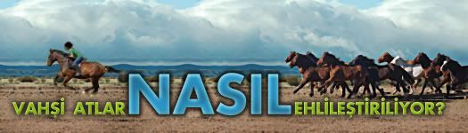Vahşi atlar nasıl ehlileştiriliyor?