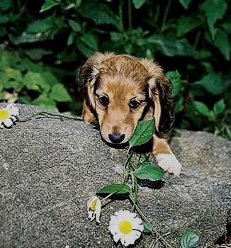 animal-dachshund-scroll1.jpg