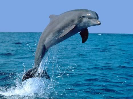 animal-dolphin-scroll3.jpg