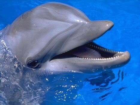animal-dolphin-scroll4.jpg