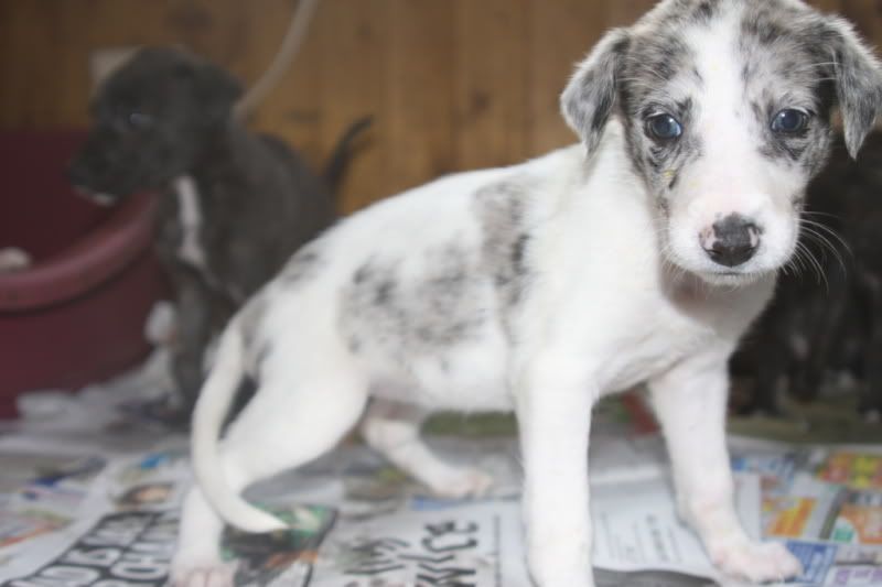 pup.jpg