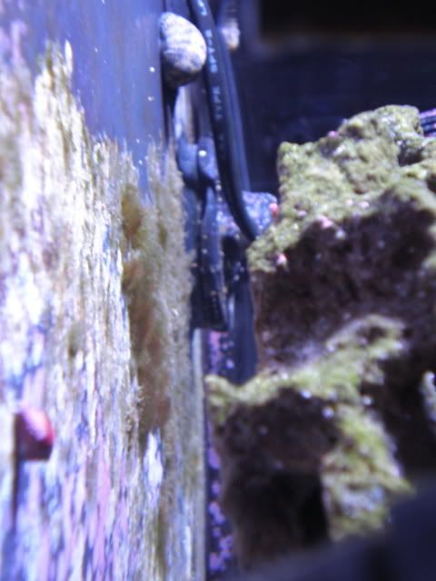 Is This Hair Algae On My Back Wall 3reef Aquarium Forums