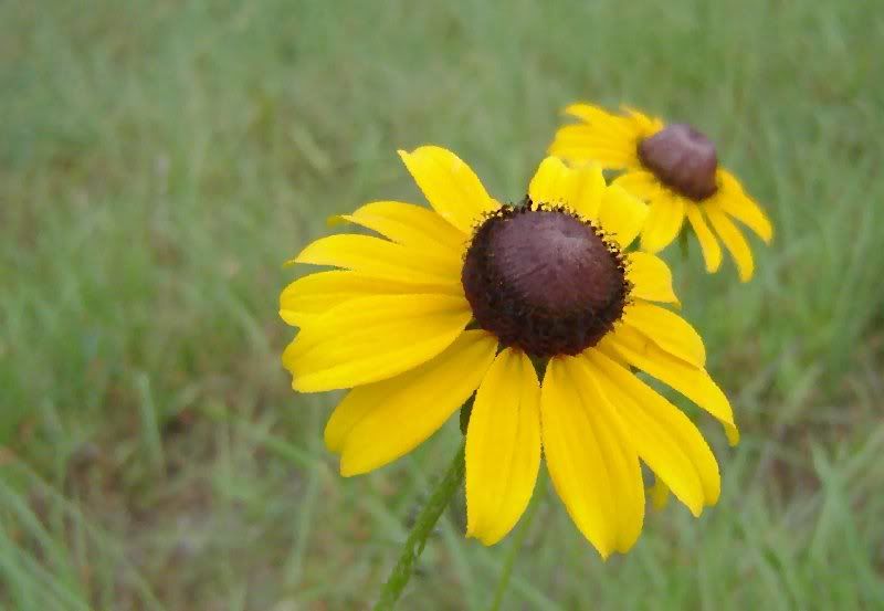 Sunflower.jpg