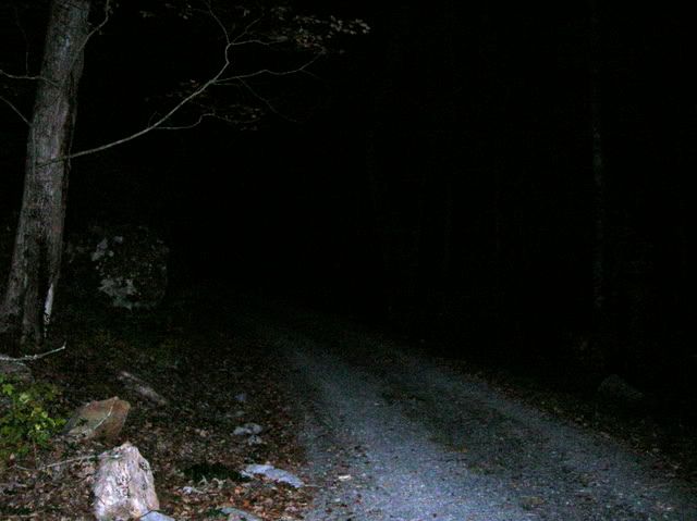 The driveway at night.... scary! Pictures, Images and Photos