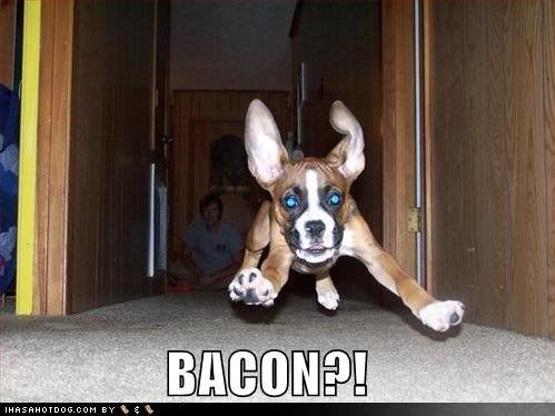 funny-dog-pictures-dog-runs-to-baco.jpg