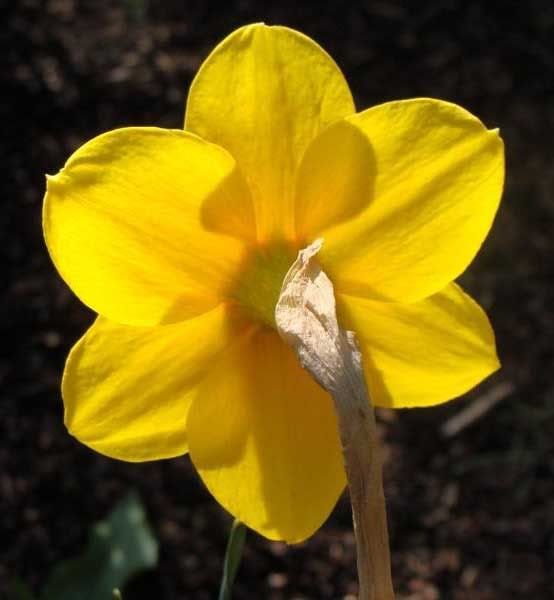 Daffodilresized.jpg