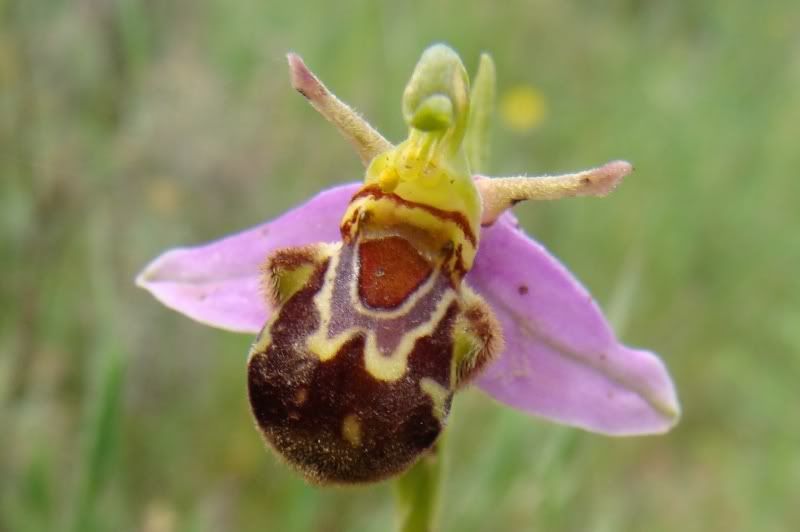 beeorchid.jpg