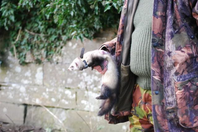 Ferreting210112081.jpg