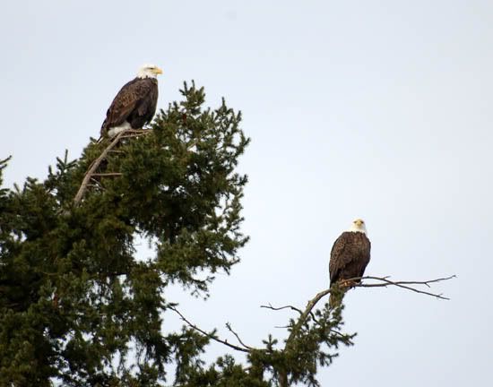 Eagle season - The Great Outdoors