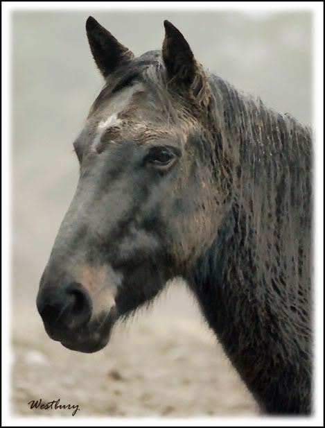 mustang,wild horses,flicka