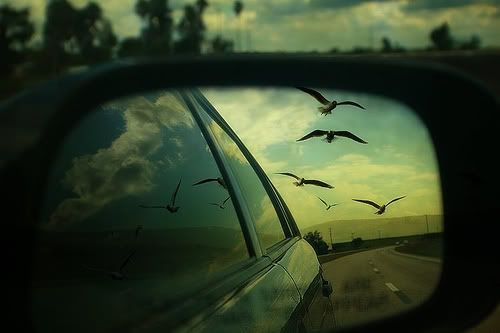 Birds, sky, road