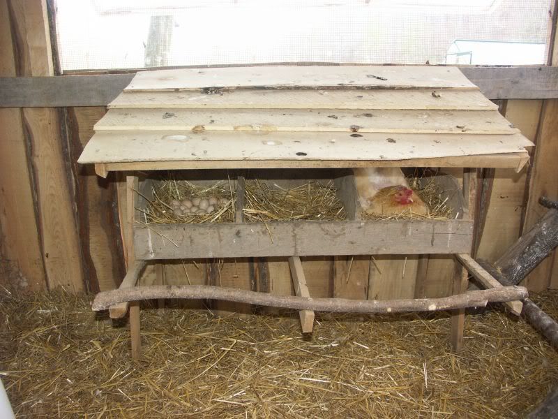 Chicken Nesting Boxes
