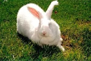 Ankara Tavşanı Yetiştiriciliği Bakımı (ANGORA)