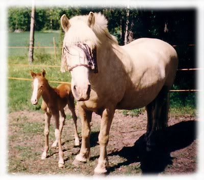 Rita-foal1.jpg