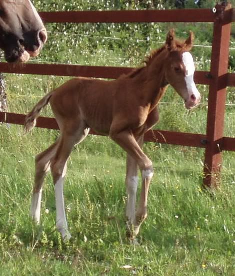 m-foal-3.jpg