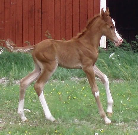 m-foal-9-2.jpg