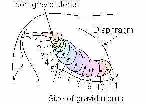 pregnancy-horse.jpg