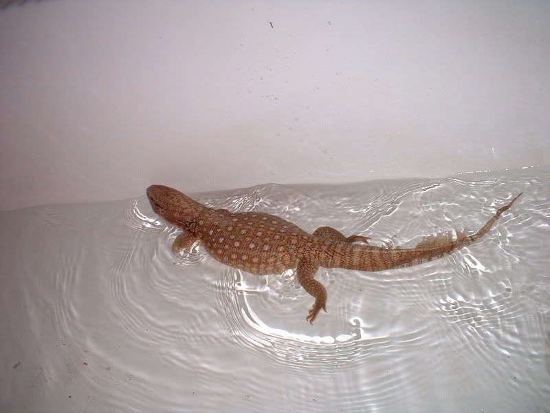 DSCF0008.jpg