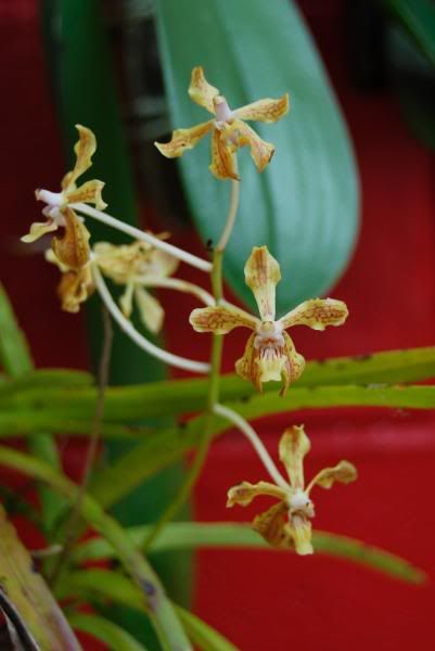 Vanda lamellata