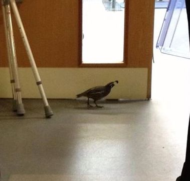 Hello Birdie