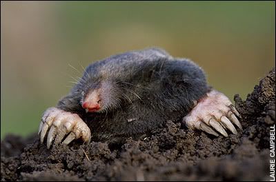 eamole125.jpg moles image by FPDarkstar