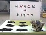 whack-kitty.jpg picture by bellasmom16