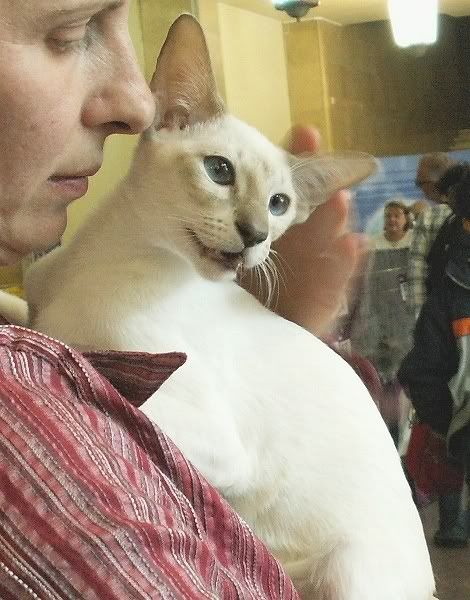 Качена снимка
