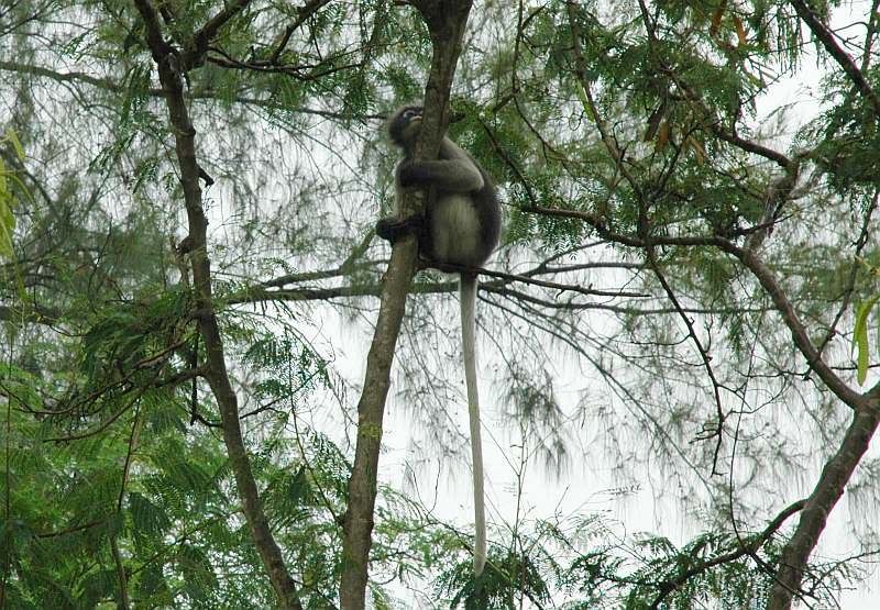 i118.photobucket.com/albums/o90/rinpoche/langur.jpg