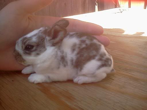 how would you advertise this mix? - Rabbits