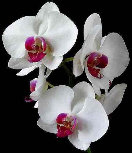 Doritaenopsis- Phalaenopsis: White Moth Orchid with Red Lips
