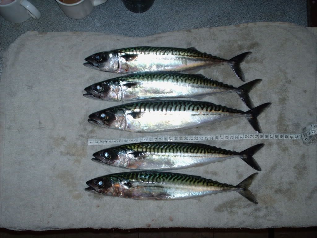 PICT0082.jpg