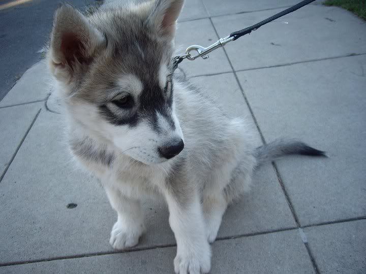 Half Wolf Half Husky Half Wolf Half Husky