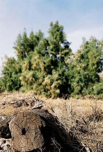 IMAGE: http://i118.photobucket.com/albums/o94/roadpilot/Jan%201%2006%20-%20Bridge/bridge6.jpg