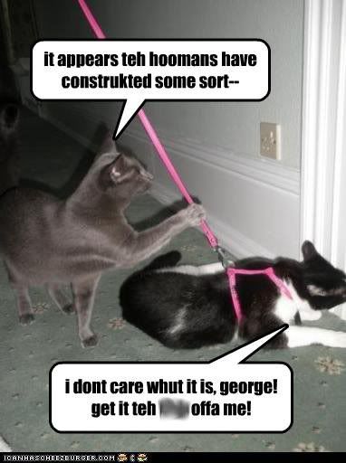 funny-pictures-cat-hates-leash.jpg