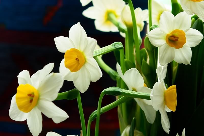 narcissus
