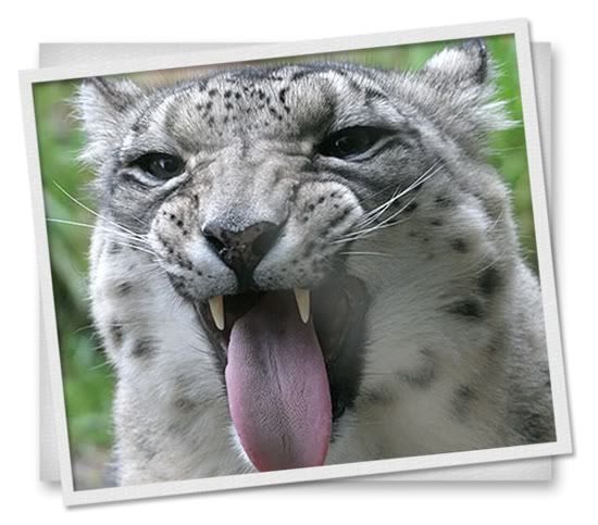 SnowLeopard.jpg