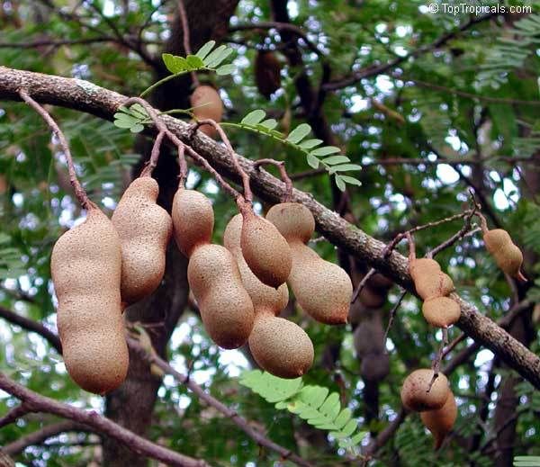 Tamarind photo: natural acne treatment for sensitive skin